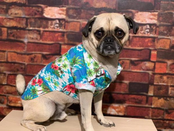 /images/uploads/pug nation rescue of los angeles/pugnation2021/entries/15140thumb.jpg